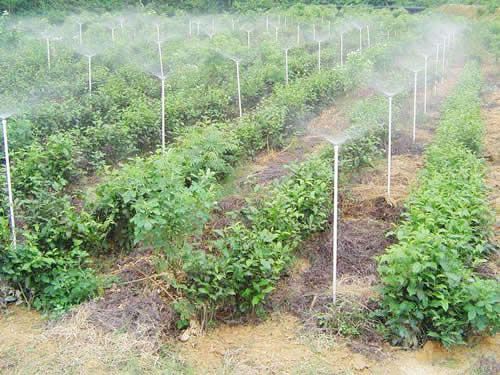 對(duì)于噴灌帶的噴頭應(yīng)該如何設(shè)計(jì)？